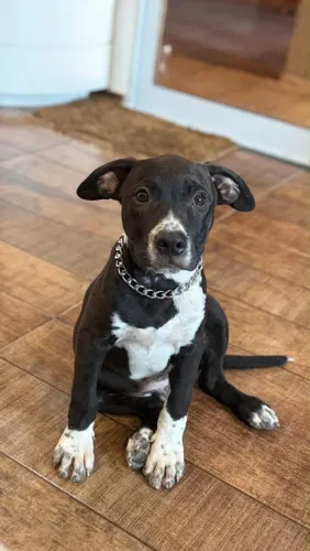 Pitbull macho e fêmea