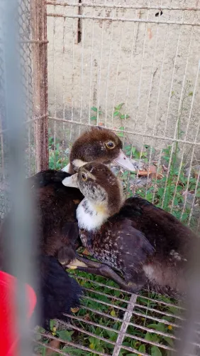 Casal de patos novinhos do grande