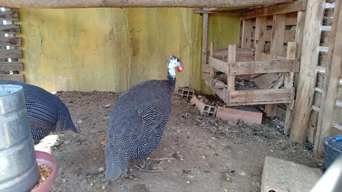 Vendo galinha da Angola macho 