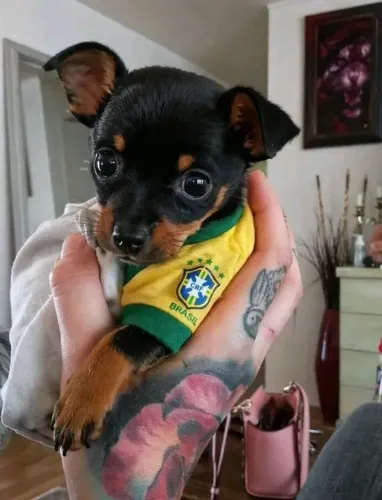 Pinscher Zero Procedência Veterinária 