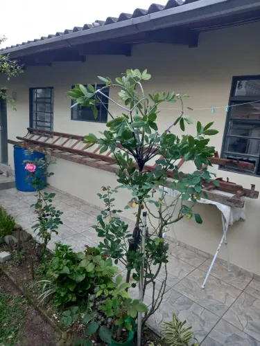 ESCADA DE MADEIRA 