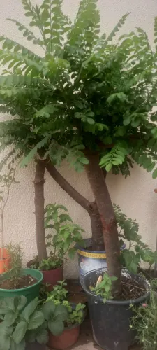 Muda de Seriguela Perto de Produzir - Planta Produtiva