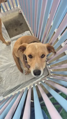 Cachorrinho super Dócil para doação -Adoção Responsável 