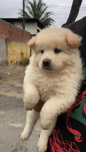 Filhote chow-chow, que fazem qualquer coração bater mais forte!
