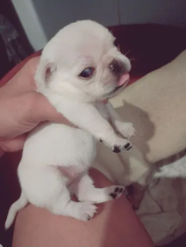 Pug bebês pra reserva 