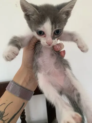 GATINHAS PARA ADOÇÃO 