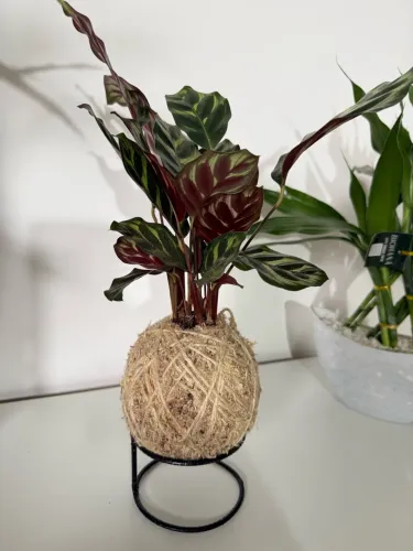 Kokedama com suporte