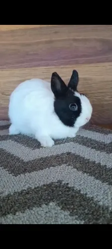 Mini coelhos ***Netherland dwarf***