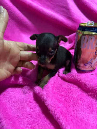 Pinscher zero fêmea