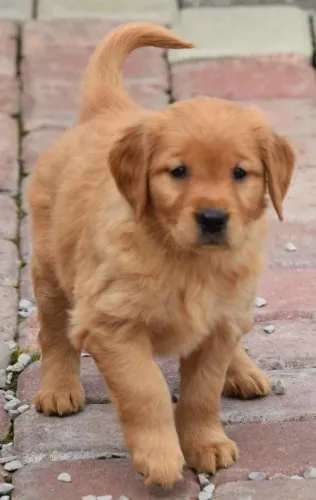 Golden Retriever Cachorrinho pronto para uma nova família