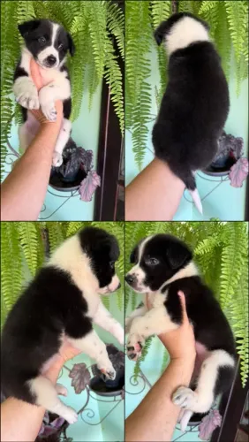 Border Collie filhotes