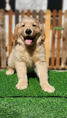 ? Golden Retriever Filhote - Criação Responsável | Kennel Baby Golden