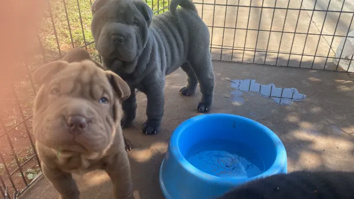 Shar pei