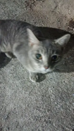 Gato
