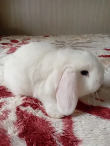 Mini lop