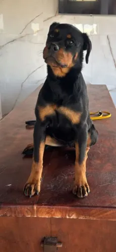 Linda Filhota de Rottweiler com 5 meses
