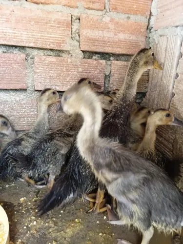 Marrecos mallard