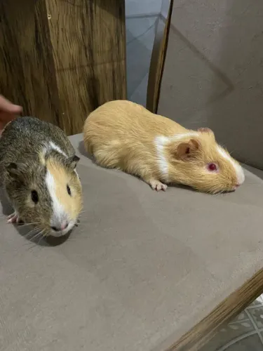 Porquinho da índia