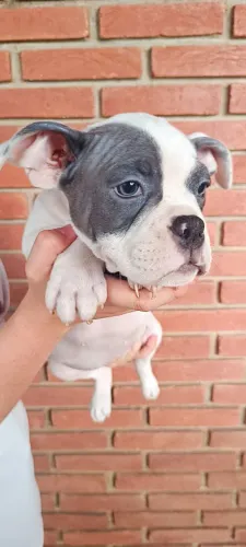 Filhotes novinhos de American bully disponíveis
