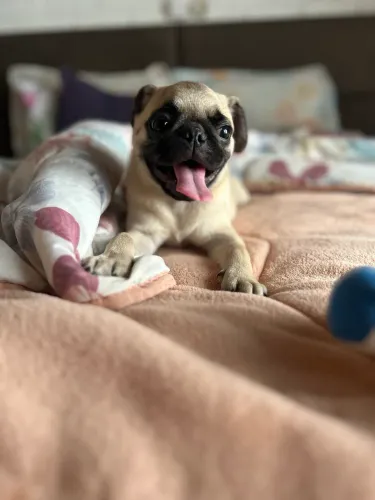 Pug Macho - Aceito Propostas