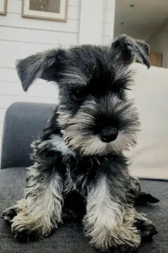 Filhote de Schnauzer saudáveis e bem cuidados.