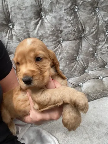 Cocker spaniel filhote disponivel 