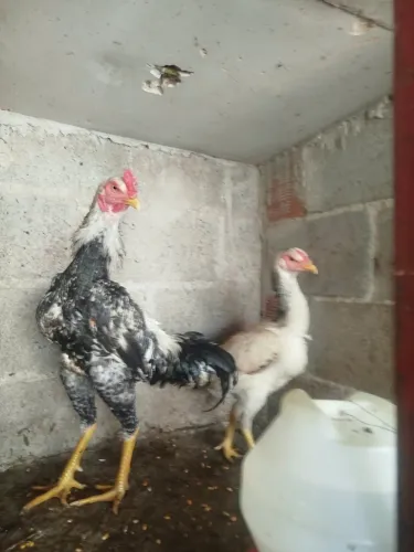 Galo e galinha de procedência