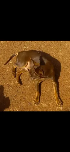 FILHOTE DE PINSCHER MARROM