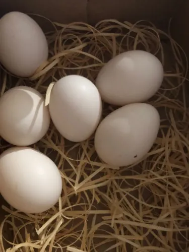 Ovos de Polonesa cor preta 