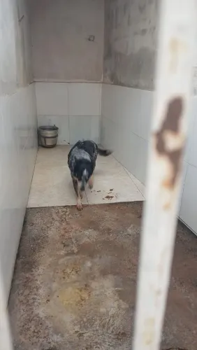 Eu estou doando cachorros tdo de ração 