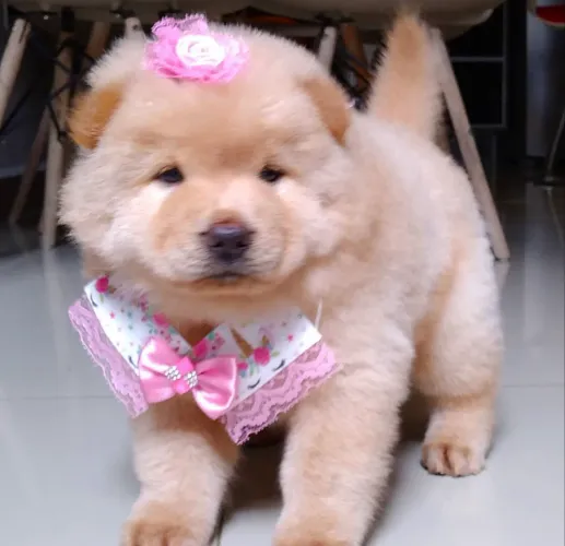 Chow chow