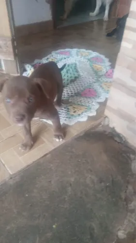 Filhote american bully com american terrier 