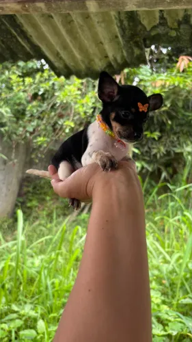 Pinscher macho e fêmea