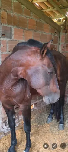 Vendo cavalo mangalarga marchador