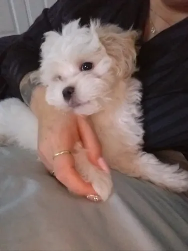 Maltês O pet perfeito para quem gosta de interação e companhia