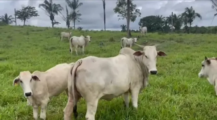 Faz. a venda no Tocantins, com preço bom, P/ Pecuária.