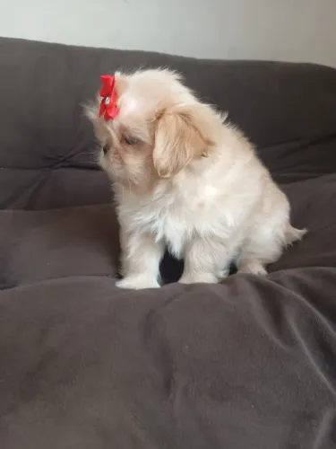 Shihtzu fêmea