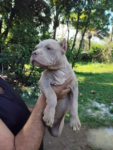 Filhote macho de pitmonster 