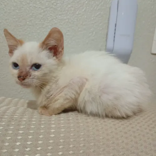 Doando essa gatinha