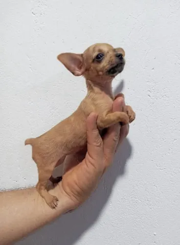 Pinscher 00-Com pedigree-Filhotes já aptos para novo ambiente 