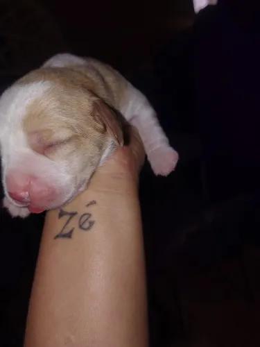 Vendo filhotes de beagle 