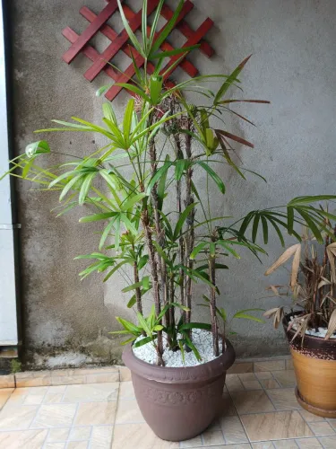 Vasos com plantas