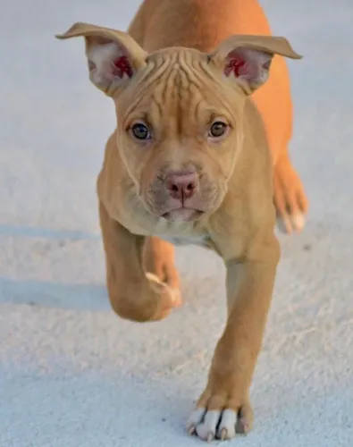 Pitbull Chega Balançando o Rabo