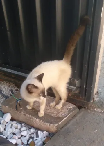 Linda gatinha fêmea