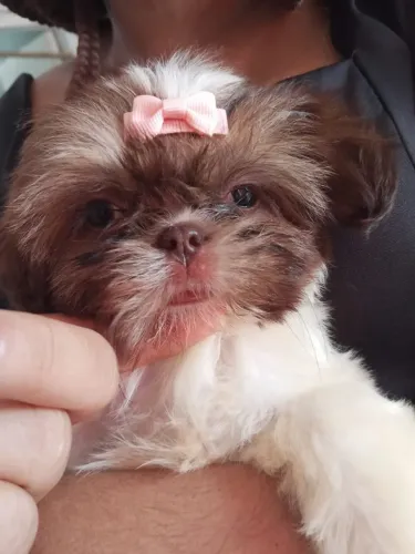 Shitzu