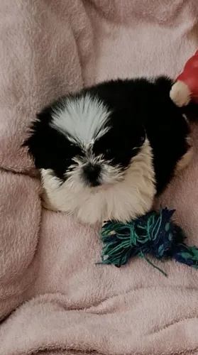 Vendo Shihtzu mini macho 2 meses