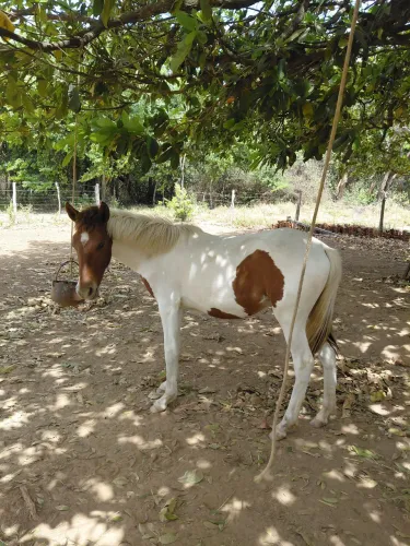 Potra manga larga marchador 