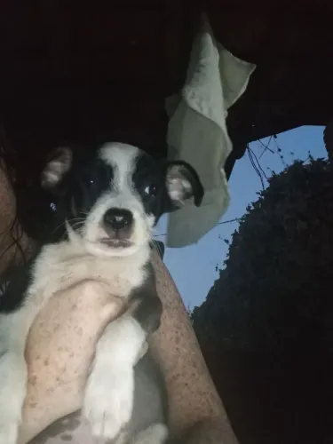 cachorrinhos pra te conquistar ?