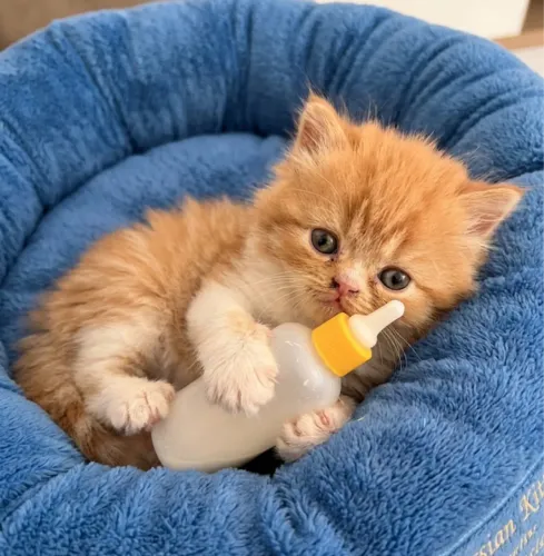Gato persa 