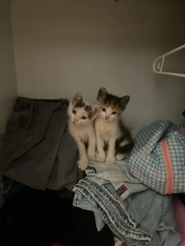 Doando/doação gatos